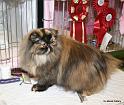 BIS neuter both daysq and Best Clubcat sunday Juliet